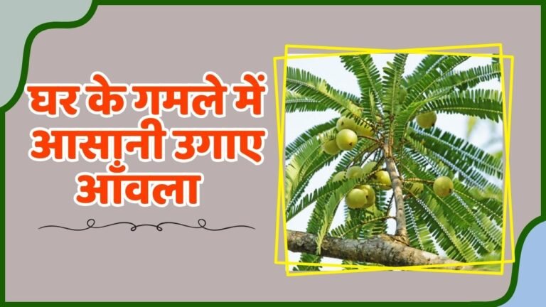 छोटे से पौधे में लगेंगे ढेर सारे फल, घर के गमले में आसानी उगाए आँवला