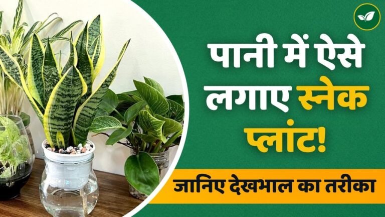 पानी के जार में स्नेक प्लांट को उगाने का सबसे आसान तरीका, जानिए कैसे करेंगे देखभाल