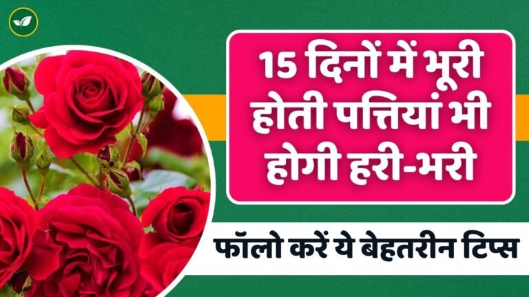 15 दिनों में भूरी होती पत्तियां भी होगी हरी-भरी, फॉलो करें गुलाब के पौधों के लिए ये टिप्स