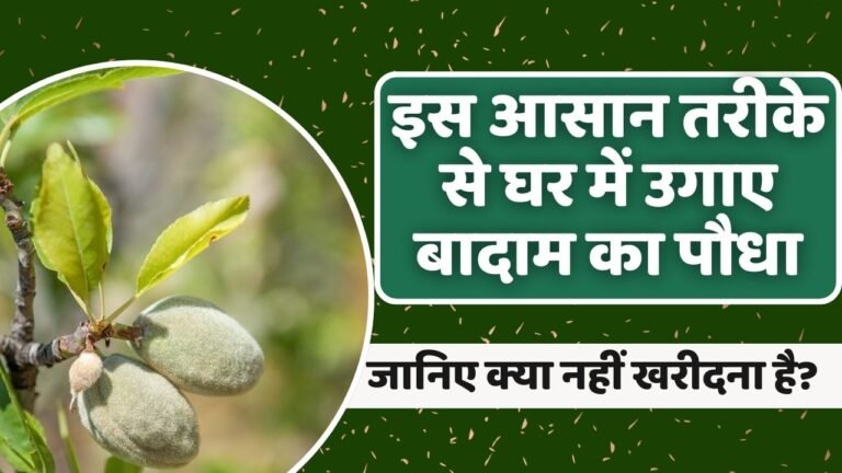 इस आसान तरीके से घर में उगाए बादाम का पौधा; नहीं पड़ेगी बाजार से लाने की जरुरत