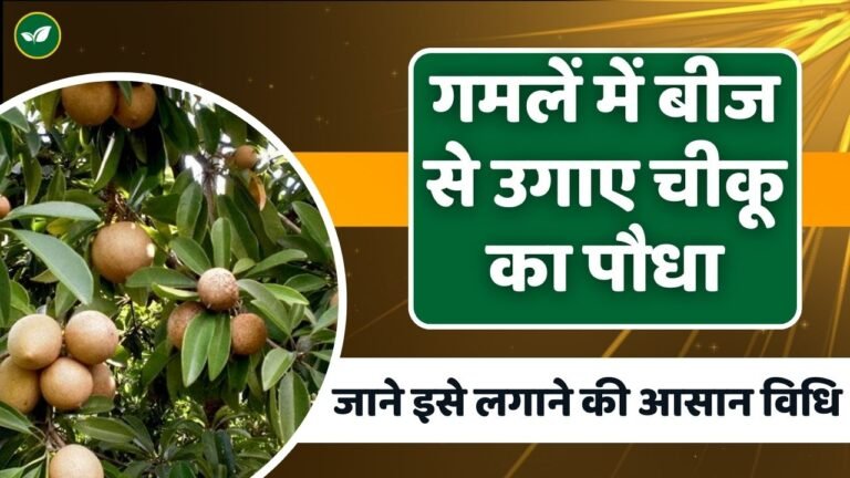 गमलें में बीज से उगाए चीकू का पौधा; जाने इसे लगाने की सबसे आसान विधि