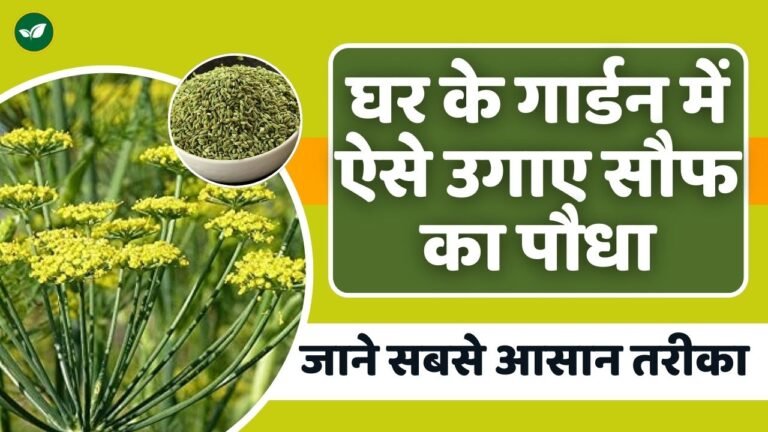 घर के गार्डन में ऐसे उगाए सौफ का पौधा; जाने इसे लगाने का सबसे आसान तरीका