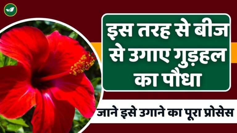 इस तरह से बीज से उगाए गुड़हल का पौधा, जाने इसे उगाने का पूरा प्रोसेस