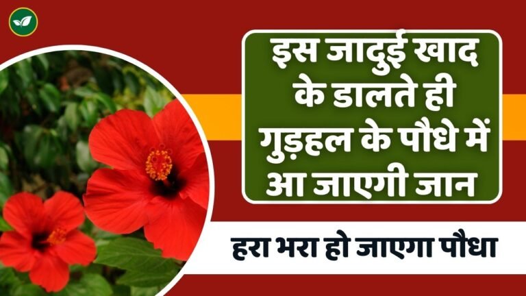 इस जादुई खाद के डालते ही गुड़हल के पौधे में आ जाएगी जान; हरा भरा हो जाएगा पौधा