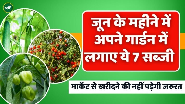 जून के महीने में अपने किचन गार्डन में लगाए ये 7 सब्जी; मार्केट से खरीदने की नहीं पड़ेगी जरुरत
