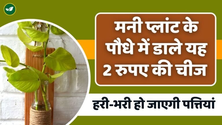 इस 2 रुपए के चीज को मनी प्लांट में डालते ही हरी-भरी हो जाएगी पत्तियां, जाने इस्तेमाल का तरीका