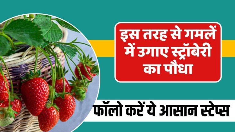 इस तरह से गमलें में उगाए स्ट्रॉबेरी का पौधा; फॉलो करें ये आसान स्टेप्स