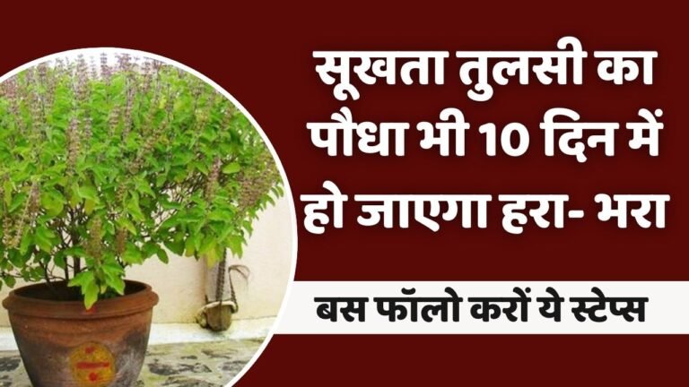 सूखता तुलसी का पौधा भी 10 दिन में हो जाएगा हरा- भरा; बस फॉलो करों ये स्टेप्स
