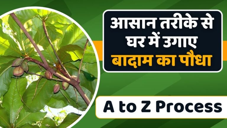इस आसान तरीके से घर में उगाए बादाम का पौधा; नहीं पड़ेगी बाजार से लाने की जरुरत | Tips to Grow Almond Plant at Home in Hindi