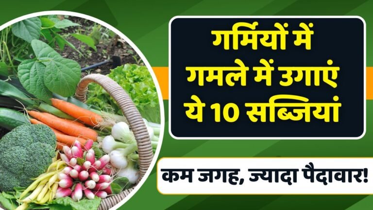 Start Gardening: गर्मियों में घर पर गमले में उगाइए ये 10 सब्जियां, स्वाद और सेहत का डबल फायदा!