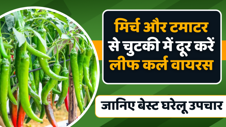 मिर्च और टमाटर से चुटकी में दूर करें लीफ कर्ल वायरस, जानिए इसका बेस्ट घरेलू उपचार