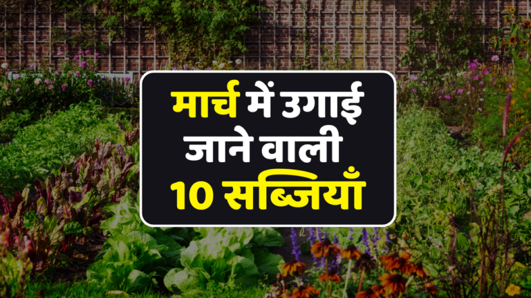 Start Gardening: मार्च के महीने में घर पर ऊगा सकते है ये 10 सब्जियाँ, मिलेगा स्वाद और सेहत का मजा!