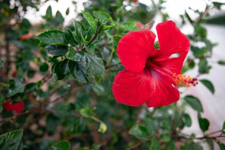 Gardening Tips: फूलों की होगी बौछार, गुड़हल प्लांट में डालें इस फल का छिलका!
