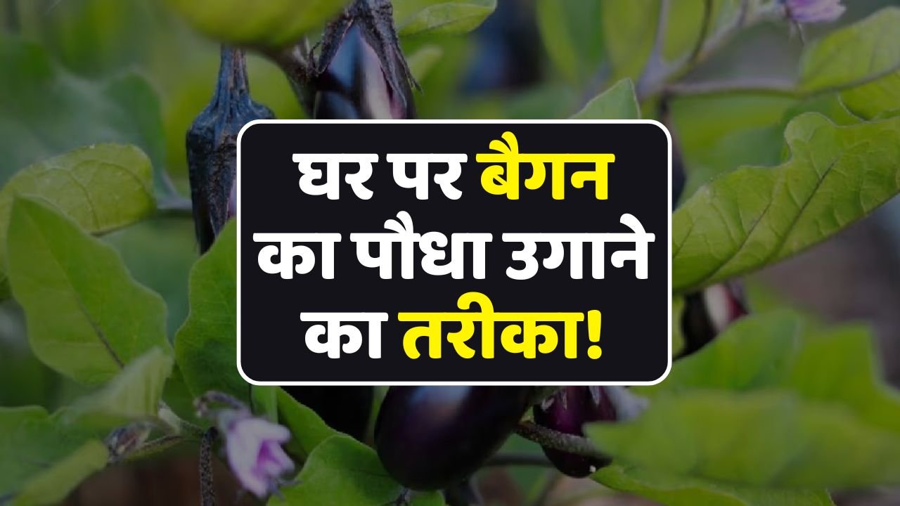 Kitchen Gardening: मार्केट से खरीदने की झंझट ख़त्म! घर पर ऐसे आसानी से उगा लें बैंगन का पौधा…