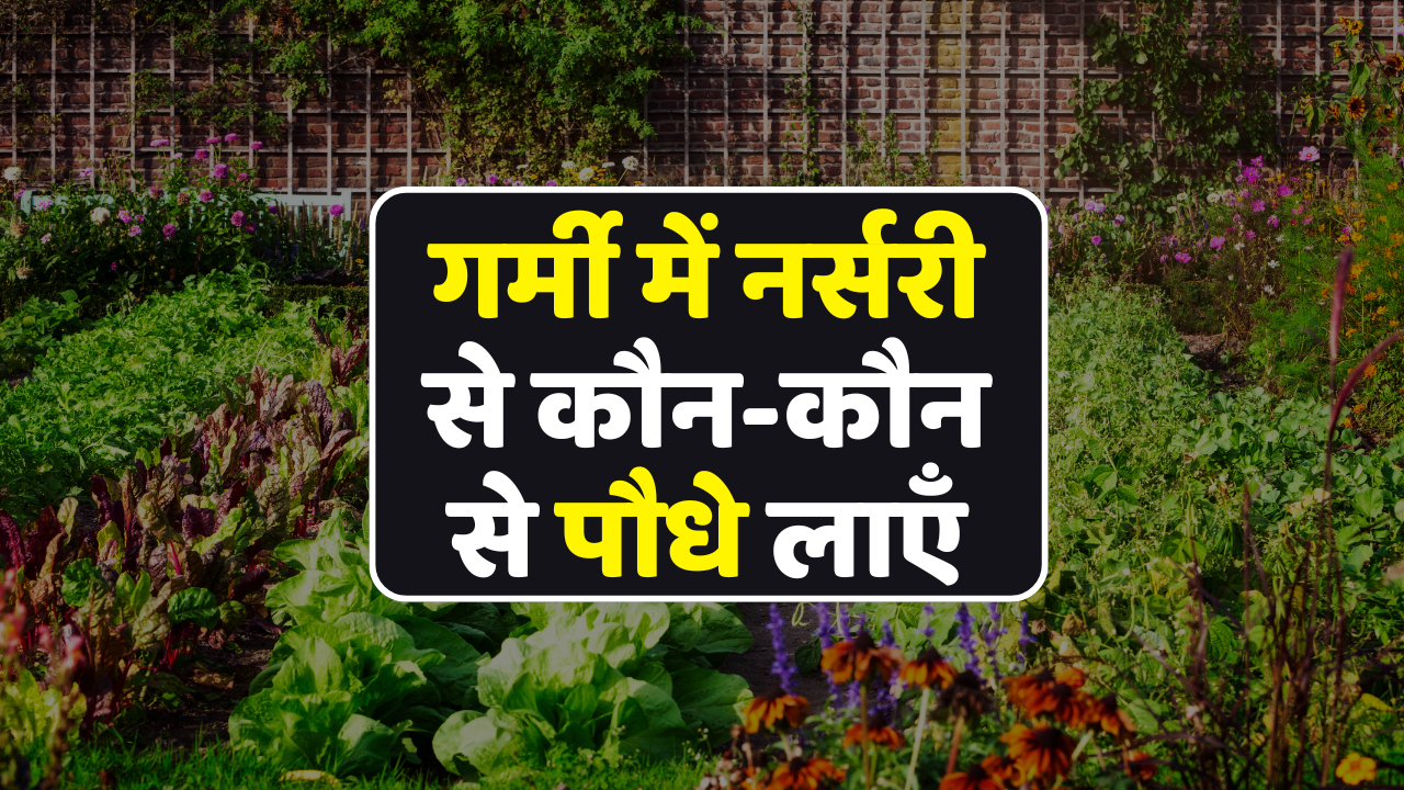 गर्मी में नर्सरी से कौन-कौन से पौधे लाएँ? समर स्पेशल प्लांट्स की पूरी गाइड