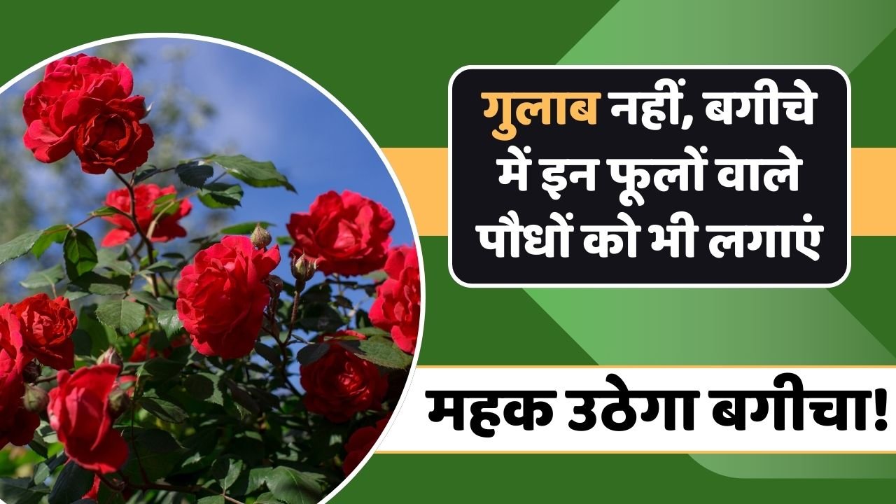 गुलाब ही नहीं दोस्तों…अपने बगीचे में इन फूलों वाले पौधों को भी लगाएं महक उठेगा आपका बगीचा
