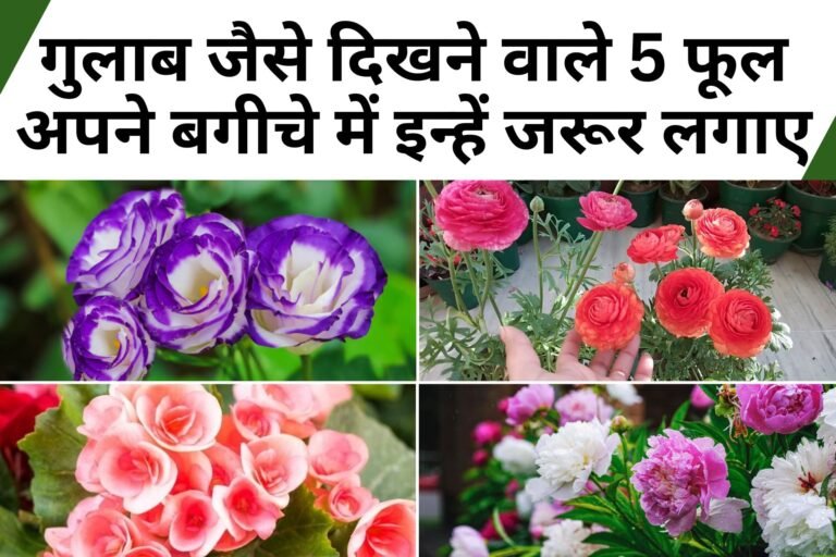 Gardening Tips: घर पर लगाए गुलाब जैसे दिखने वाले 5 फूल, देखकर कोई भी खा जाएगा धोखा