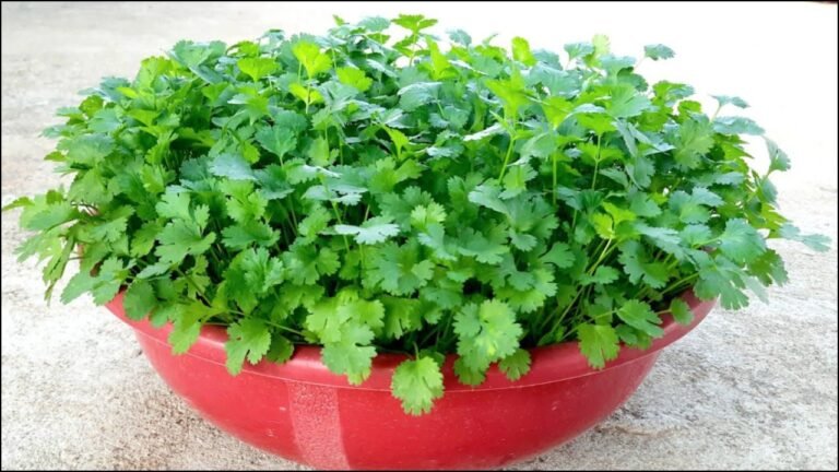 Gardening tips: मात्र 5 दिन में धनिया उगाने का जादुई तरीका
