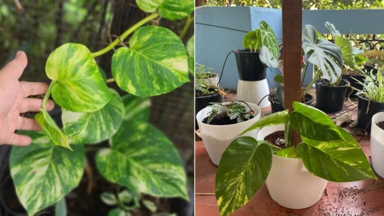 Gardening Tips: खरीदकर, चोरी करके या मांगकर? जानिए मनी प्लांट लगाने का सही तरीका क्या है!