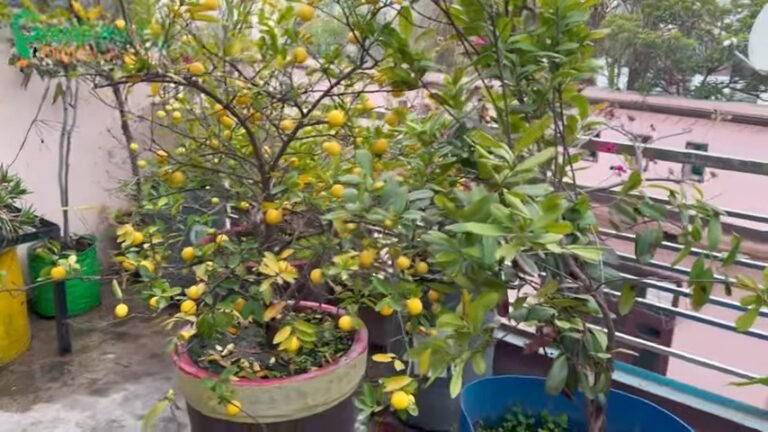 How To Grow Lemon: इस तरह से गमले में लगाए नींबू का पौधा, फॉलो करें 4 जबरदस्त टिप्स