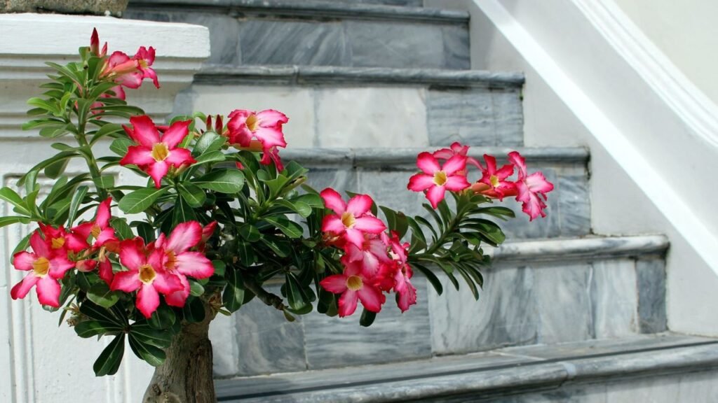 adenium plant