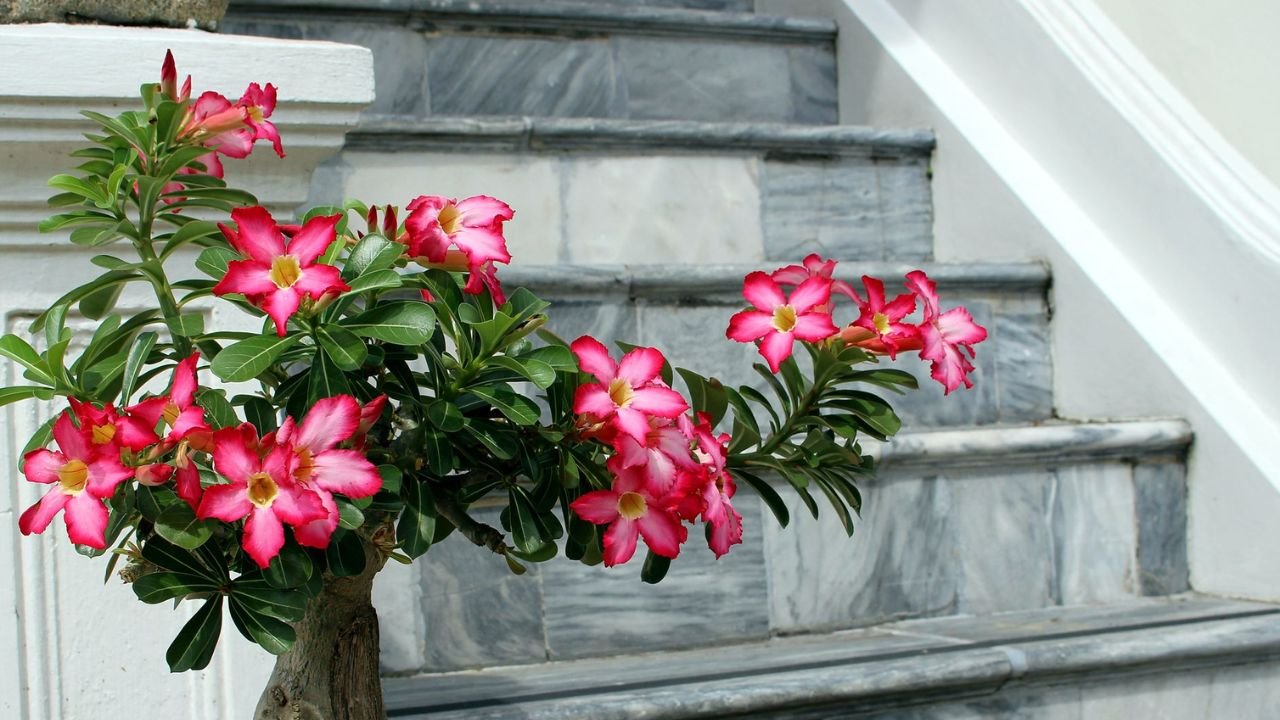 adenium plant