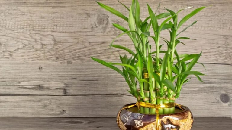 Lucky Plants for Home: अपने घर में जरूर लगाएं ये 6 शुभ पौधे, बढ़ेगी सुख-शांति और समृद्धि