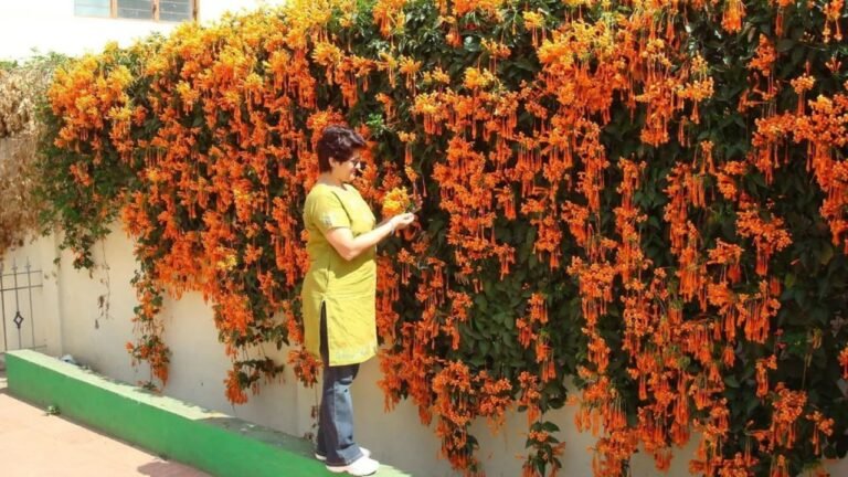Plants for Gate: घर के मेन गेट पर लगाए ये खूबसूरत पौधे, घर दिखेगा रॉयल