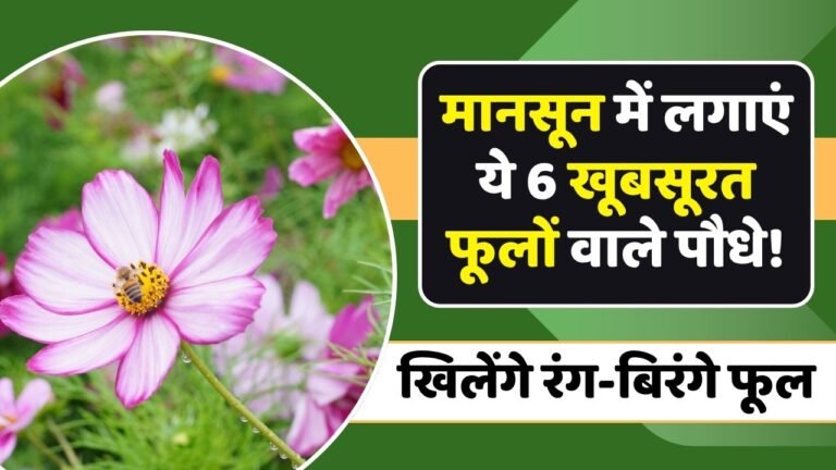 मानसून में लगाएं ये 6 खूबसूरत फूलों वाले पौधे, बरसात में खिलेंगे रंग-बिरंगे फूल!